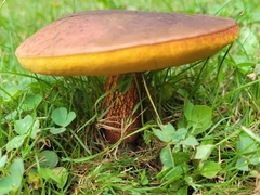 Suillellus luridus