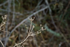 Trinia hispida