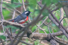 Granatellus venustus