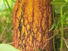 Suillellus luridus