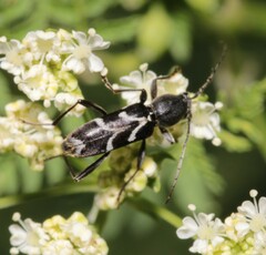 Chlorophorus sartor