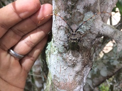 Retrachydes thoracicus