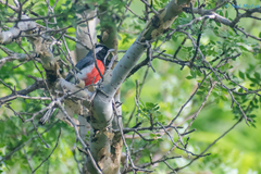 Granatellus venustus