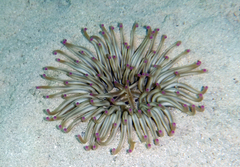 Condylactis aurantiaca