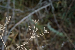 Trinia hispida