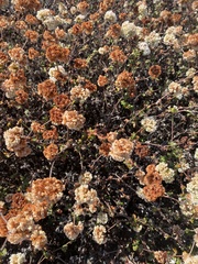 Eriogonum parvifolium