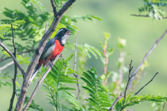 Granatellus venustus