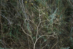 Trinia hispida