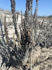 Artemisia pycnocephala