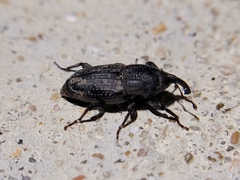 Sphenophorus
