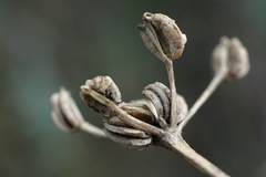 Trinia hispida