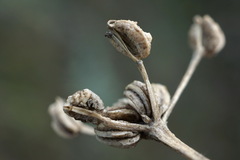 Trinia hispida