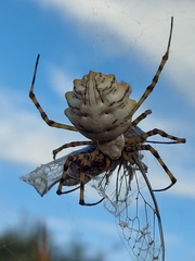 Argiope lobata