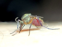 Psorophora cyanescens