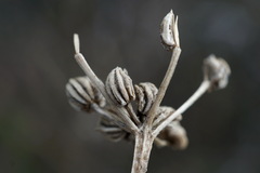 Trinia hispida
