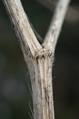 Trinia hispida