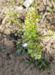 Lepidium virginicum