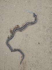 Thamnophis cyrtopsis