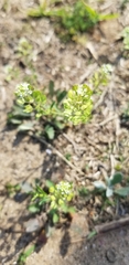 Lepidium virginicum