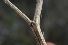 Trinia hispida