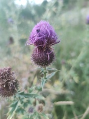 Cirsium serrulatum