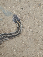 Thamnophis cyrtopsis