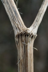 Trinia hispida
