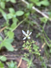 Micranthes ferruginea