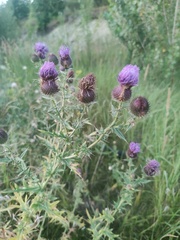 Cirsium serrulatum