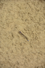 Argia emma