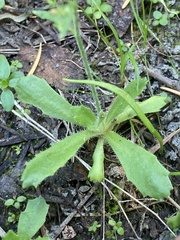 Micranthes ferruginea