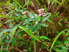 Lespedeza virginica