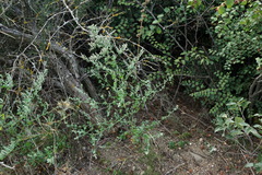 Chenopodium opulifolium