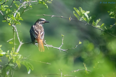 Myiodynastes luteiventris