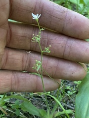 Micranthes ferruginea