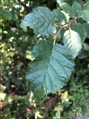 Alnus alnobetula