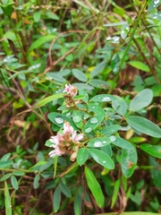 Lespedeza virginica