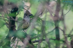 Myiarchus tuberculifer