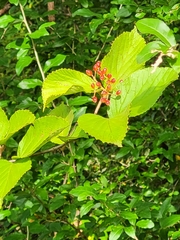 Viburnum dilatatum