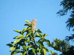 Patagioenas flavirostris