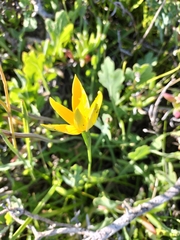 Pauridia linearis