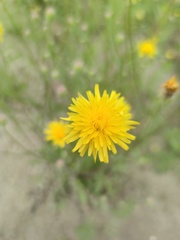 Crepis foetida
