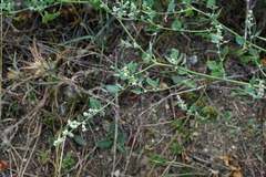 Chenopodium opulifolium