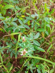 Lespedeza virginica