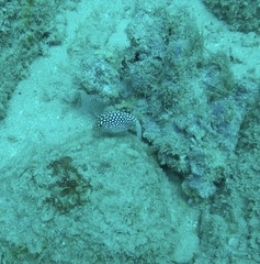 Canthigaster jactator