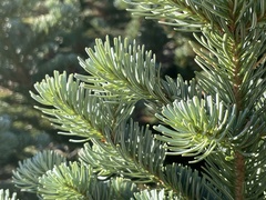 Abies procera