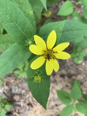 Helianthus microcephalus