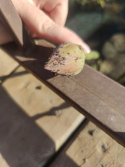 Nelumbo nucifera