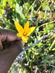 Pauridia linearis