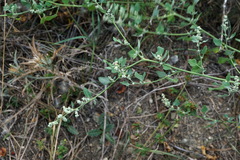 Chenopodium opulifolium